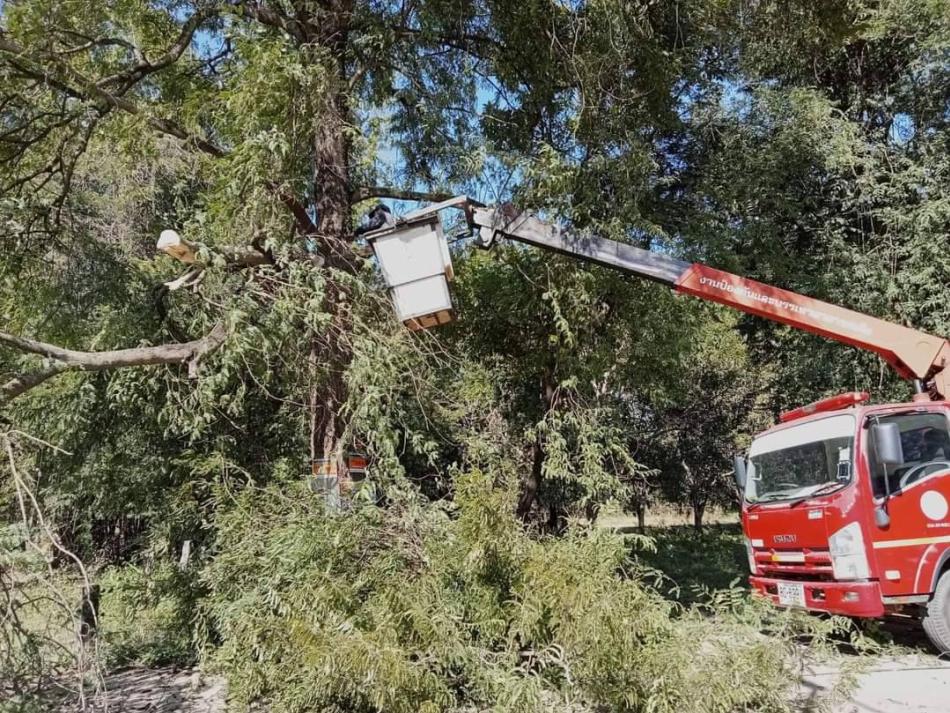 วันที่ 14 พฤศจิกายน 2566  นายยงชัย รักษาพล นายกองค์การบริหารส่วนตำบลพุ่มแก มอบหมายให้ จ.ส.อ.ธีระวิทย์ กองแก้ว นำทีมงาน “พนักงาน อบต.พุ่มแก” ออกบริการชุมชนหมู่ 9 บ.โคกสวัสดิ์ ออกบริการตัดตกแต่งกิ่งไม้ที่ยื่นออกมาตามริมทางเพื่อปรับทัศนียภาพที่บดบังแสงสว่างจากหลอดไฟส่องสว่างยามค่ำคืนตลอดจนเพื่อความเป็นระเบียบเรียบร้อยของท้องถนนภายในชุมชนของเรา  * พี่น้องประชาชนหมู่ไหนต้องการให้ทาง อบต.ของเราปรับแต่งต้นไม้ กิ่งไม้ถนนสายไหนให้ประสานแจ้งไปที่ ส.อบต.ประจำหมู่บ้านของท่านหรือ ผบญ.ของท่าน ให้เข้ามาเขียนความอนุเคราะห์เพื่อจะได้ให้ จนท. อบต.ของท่านได้ออกไปบริการปรับตกแต่งตามท้องถนน เพื่อการพัฒนาภูมิทัศน์ในท้องถนน